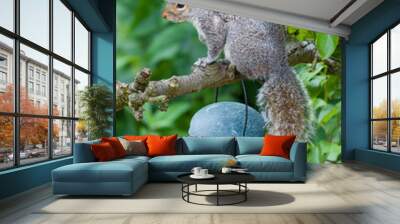 Grey squirrel on tree branch in garden Wall mural