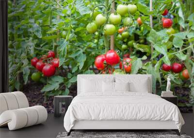 Indeterminate (cordon) tomato plants growing outside in UK Wall mural