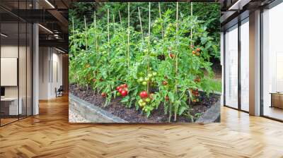 Tomato plants with ripe tomatoes growing outdoors in England UK Wall mural