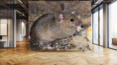 Mice feeding in an urban house garden. Wall mural