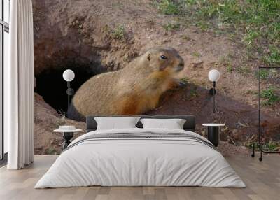 prairie dog 2 Wall mural