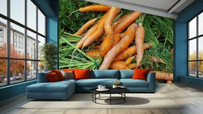 Farm fresh shapely carrots and stems  Wall mural