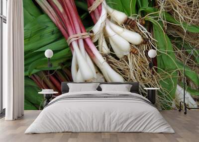 fresh ramps with roots for farmer market Wall mural