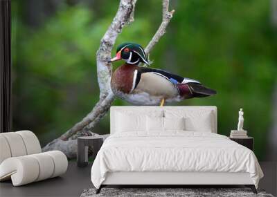 Perched wood duck Silver River Ocala FL Wall mural