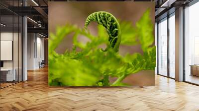 fern pod green nature wilderness plant spring Wall mural