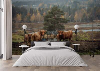 Scottish Highland cattle bull Wall mural