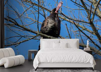 Wild Turkey Wall mural