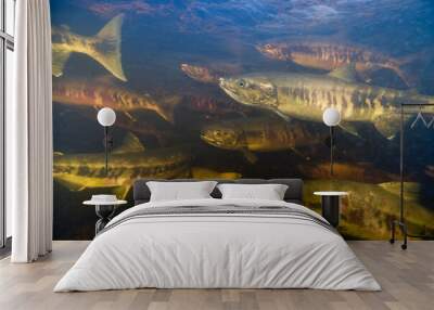 Spawning Chum Salmon, Alaska Wall mural