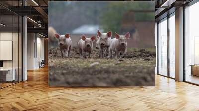 Group of young piglets walking across a field with out of focus background. Wall mural