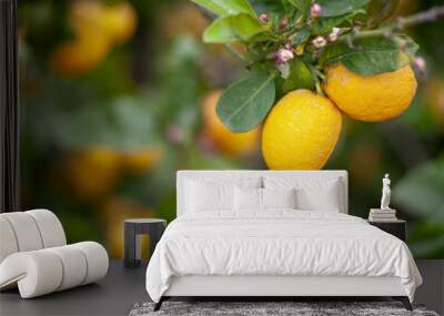 Two lemons and background blur Wall mural