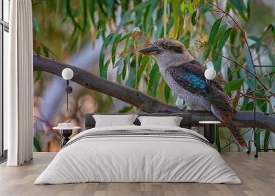 Kookaburra with blue wing in a Gum tree Wall mural