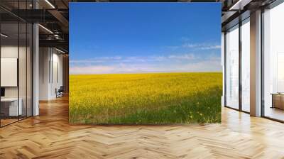 yellow field of oilseed rape Wall mural