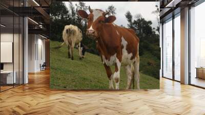 cow and mountain  Wall mural