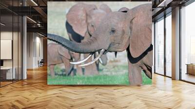 Elephant with trunk extended in Bumi, on shoreline of Lake Kariba Wall mural