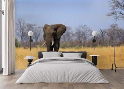 Huge Bull Elephant on the vast open plains in Zimbabwe, with a natural bushveld background Wall mural