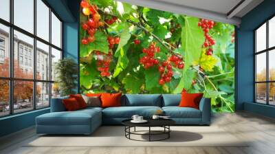 Red Currant Wall mural