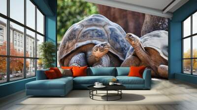 Two Galapagos Tortoises having a conversation Wall mural