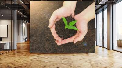 Two hands holding a young green plant, closeup hands environment heal earth day and save the world concept background Wall mural