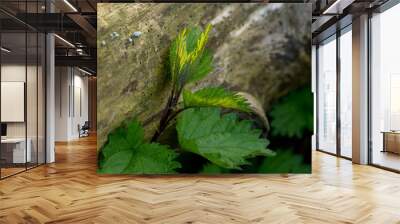 green nettle growing near the tree trunk Wall mural