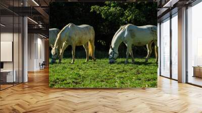 Lipizzaner horses grazing in autumn sun, Lipica stud farm, Slovenia, October 2016 Wall mural