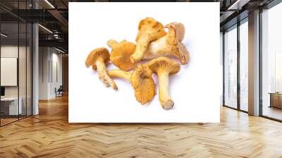 several yellow forest mushrooms on a white background Wall mural