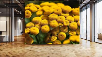 bright yellow blossoms of common tansy tanacetum vulgare in full bloom Wall mural