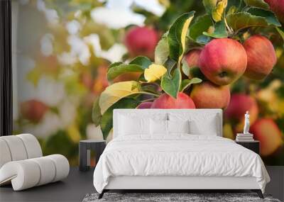 ripe organic apple fruits on the tree Wall mural