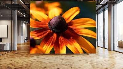 rudbeckia black eyed susan orange flowers closeup selective focus Wall mural