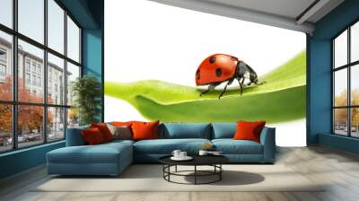 ladybug on a green leaf Wall mural