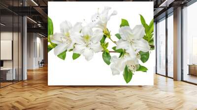 Blooming Azaleas: Beautiful White Flowers Against a Clean White Background Wall mural