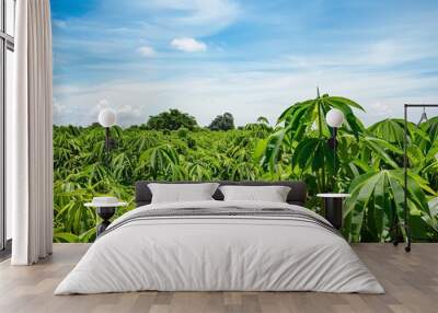 Cassava Fields Under a Blue Sky: A Beautiful 4:3 Scene Wall mural