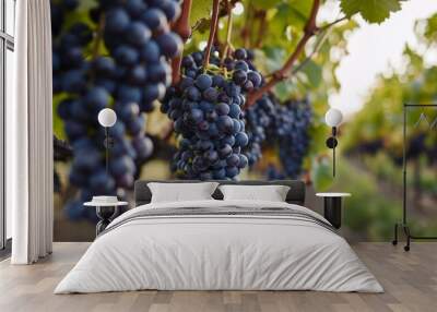 Gorgeous Clusters of Deep Purple Grapes Glistening in the Vineyard - Captured in Wall mural