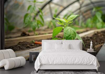 Growing Bell Pepper Seedlings in a Homemade Greenhouse: Elevated Garden Beds with Arches and Coverin Wall mural