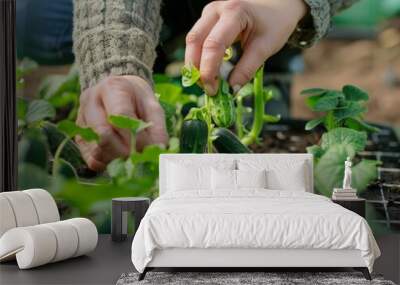 Growth in the Greenhouse: Woman tending to cucumber seedlings in Sweden Wall mural