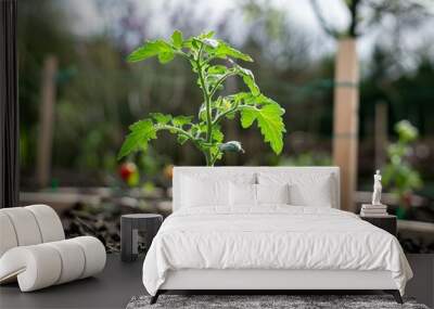 Planting Time: Preparing Your Cherry Tomato Plant for the Garden Wall mural