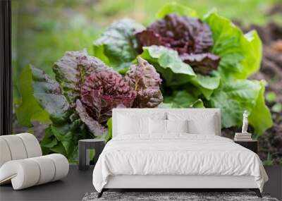 The Bountiful Harvest: Organic Spring Red Lettuce Thrives in Rural Devon Wall mural