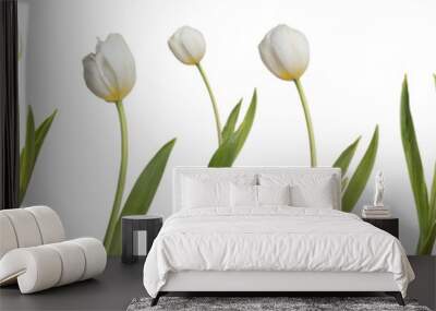 Collection of white tulips isolated on transparent background. Wall mural