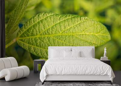 soybean field in a sunny day. agricultural scene. Wall mural