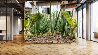 Spring onion in house Wall mural