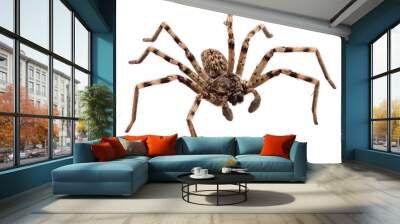 wolf spider lycosa sp Wall mural