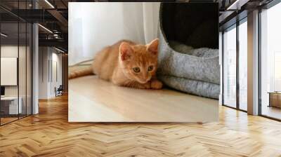 Cute, little ginger red baby cat. Close-up of a fluffy redhead crouching kitten Wall mural