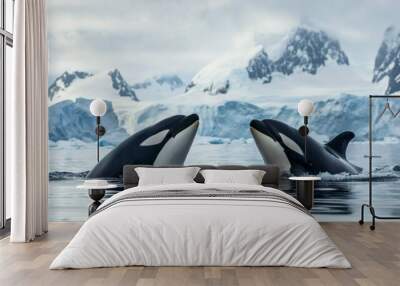 Orca or Killer Whales in Antarctica Wall mural