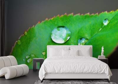 green leaf with water drops Wall mural