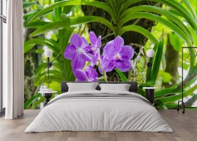 orchid flower Wall mural