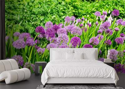 Group of large purple Alliums Wall mural