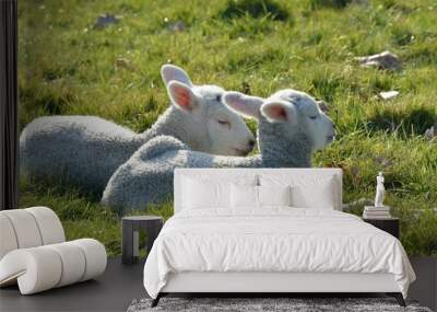 two lambs lying in field Wall mural