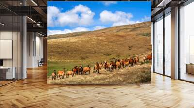 Wild patagonian horses Wall mural