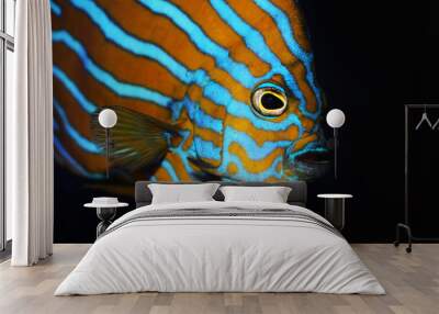 Blue Line Angelfish (Chaetodontoplus septentrionalis) Wall mural