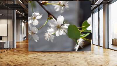 .Cherry-tree flower Wall mural