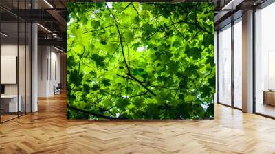 Green summer leaf looking up in a forest. Wall mural